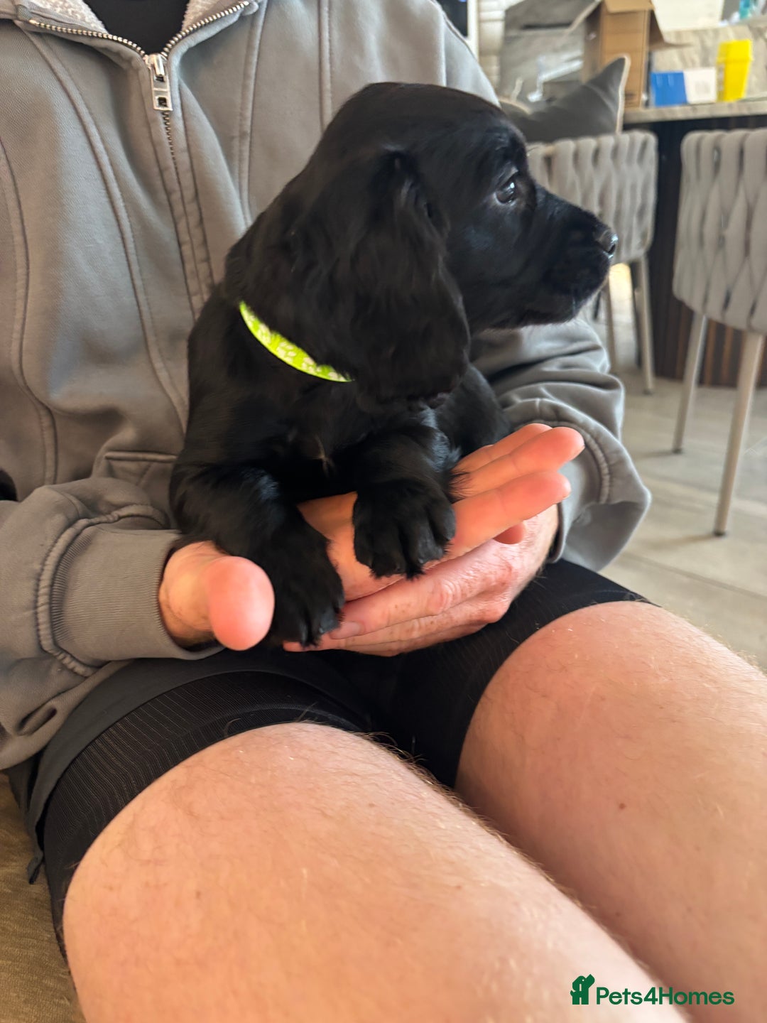Cocker Spaniel dogs for sale: 3 boys left - Outstanding working cocker spaniels - Image 20