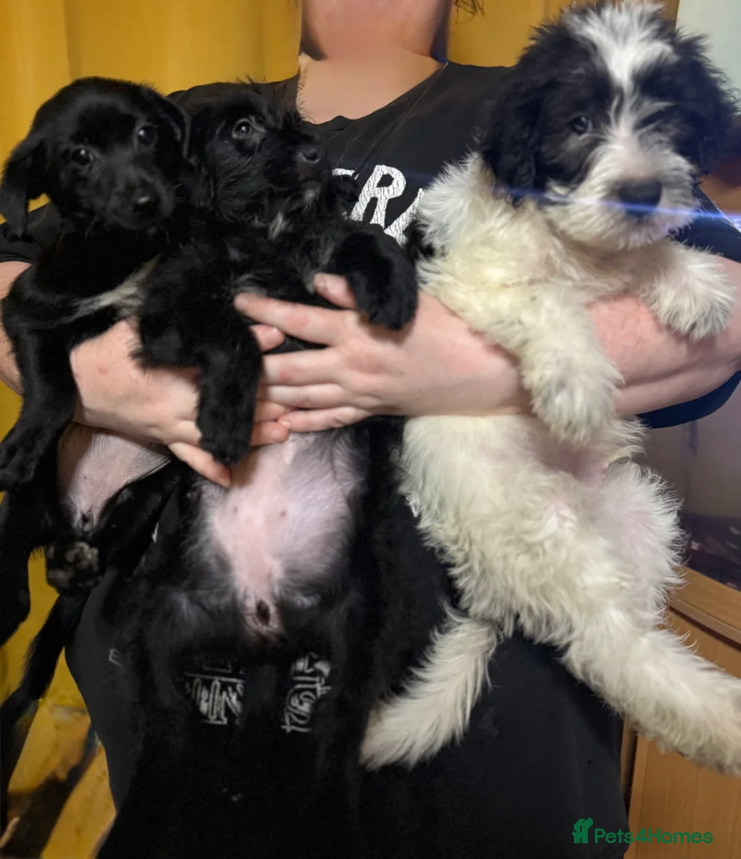 Mixed Breed dogs for sale: terrier x German Shepherd x Labrador puppies in Saint Austell - Advert 1