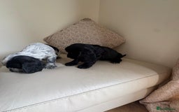 Cocker Spaniel dogs for sale: blue roam cocker spaniels - Image 13