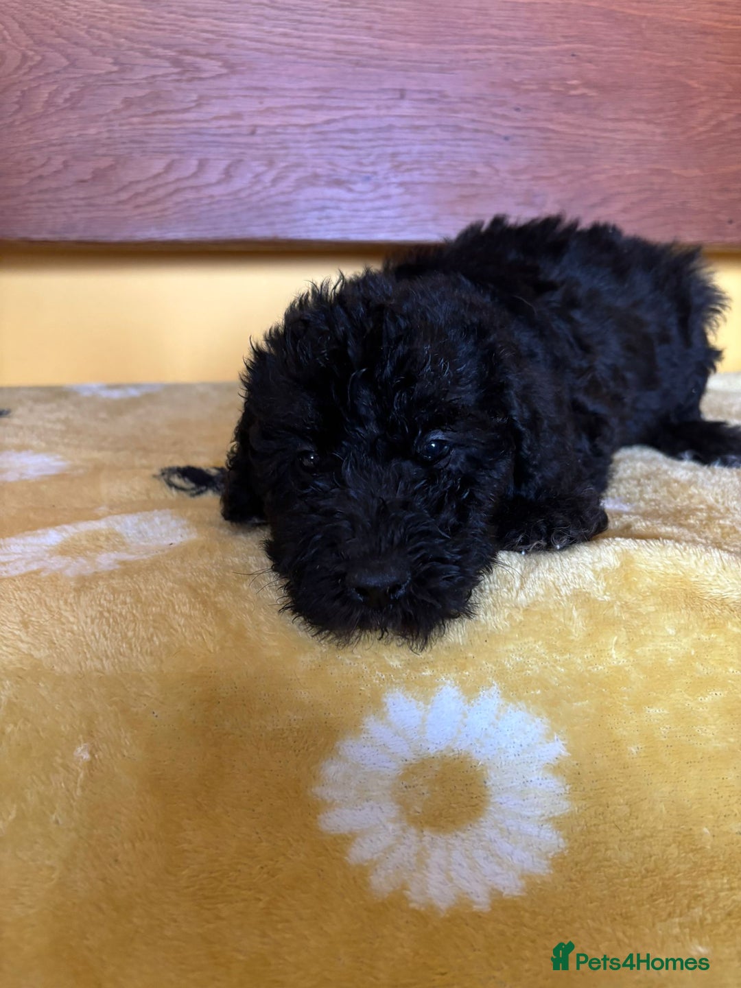 Bedlington Terrier dogs for sale: Bedlington Terrier puppies - Image 5