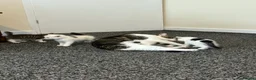 Mixed Breed cats for sale: Mixed breed kittens  in Huddersfield - Advert 2