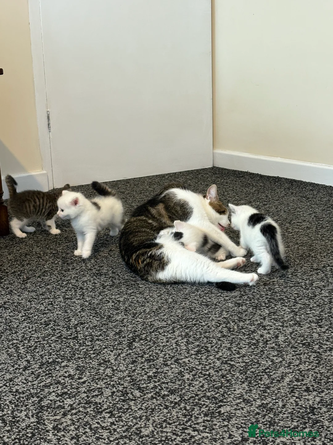 Mixed Breed cats for sale: Mixed breed kittens  in Huddersfield - Advert 2