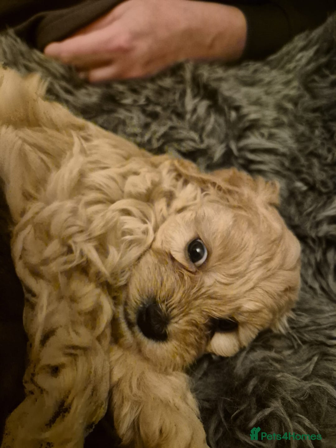 Mixed Breed dogs for sale: Mixed Breed PUppies - Advert 17