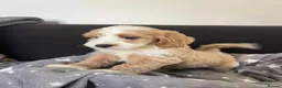Maltipoo dogs for sale: Beautiful Maltipoochons puppies ready to leave - Advert 15