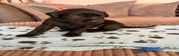 Labrador Retriever dogs for sale: Black Lab Pup - Advert 6