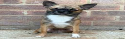 Pomchi dogs for stud: DISCOUNTED TILL PROVEN! in Clacton-on-Sea - Advert 2