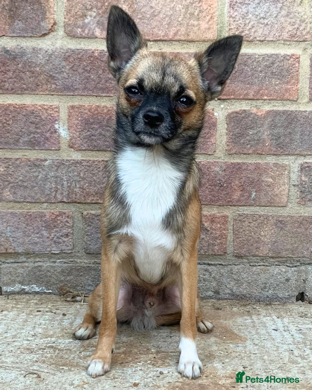 Pomchi dogs for stud: DISCOUNTED TILL PROVEN! in Clacton-on-Sea - Advert 2