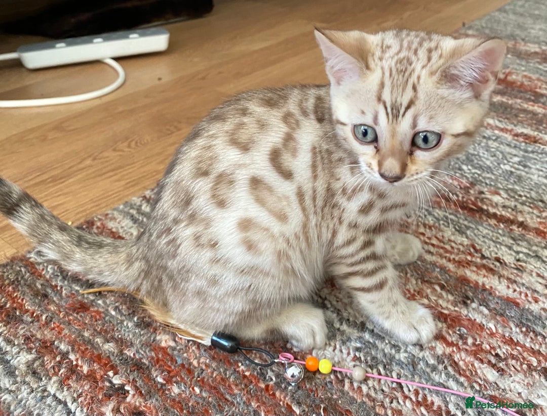 Bengal cats for sale: Bengal kittens - Image 15
