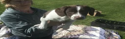 Mixed Breed dogs for sale: Sprollies - Advert 15