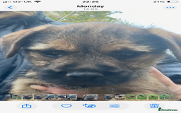 Border Terrier dogs for sale: KC reg border terrier puppies - Image 5