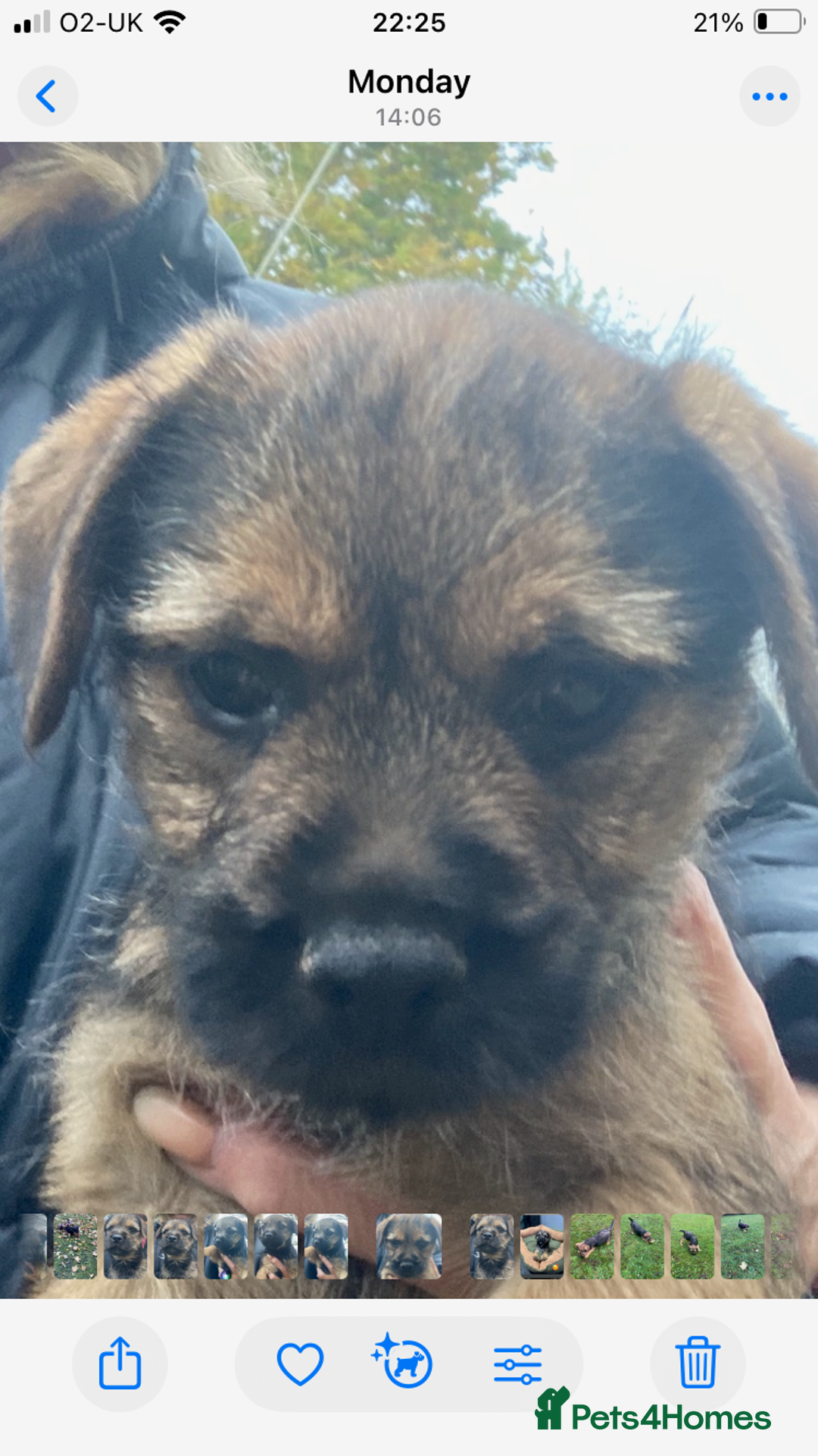 Border Terrier dogs for sale: KC reg border terrier puppies - Image 5