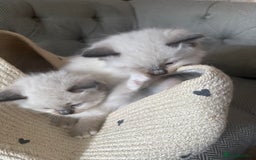 Ragdoll cats for sale: Ragdolls kittens 2 girls & 3 boys  - Image 28