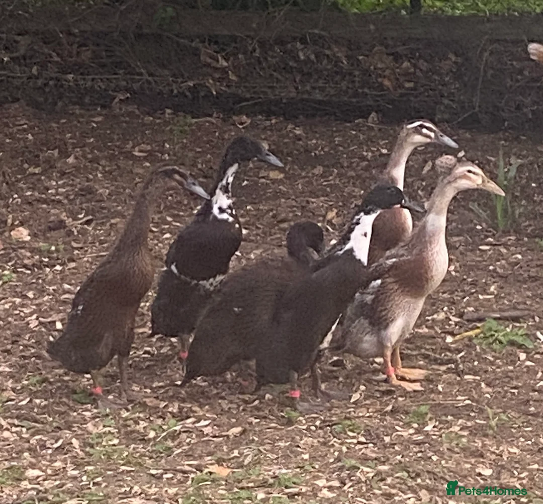 Ducks poultry for sale: Runner Ducklings for sale - Advert 8