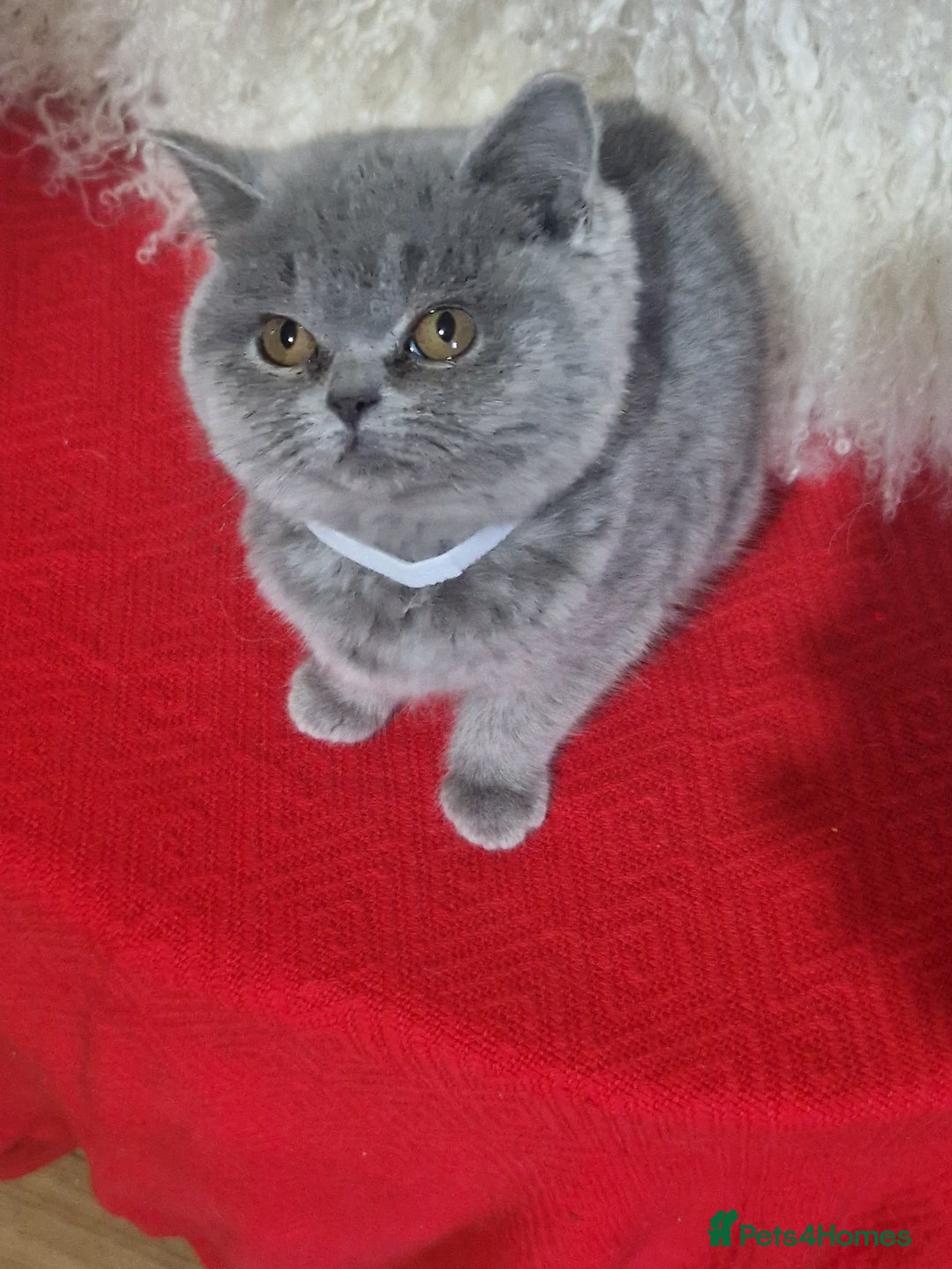 British Shorthair cats for sale: British shoort hair blue kittens for sale  - Advert 2
