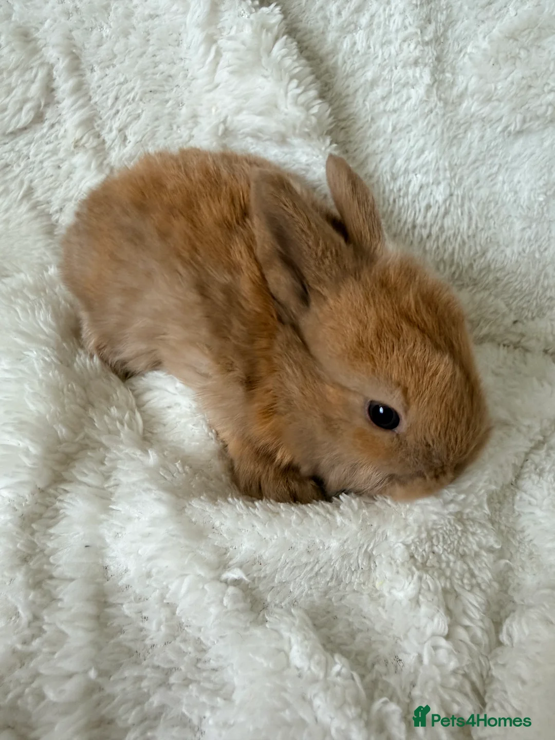 Mini Lop rabbits for sale: Mini lops - Advert 13
