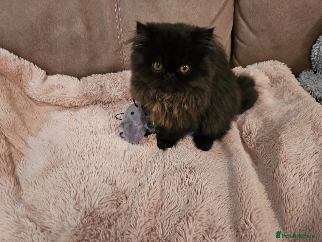 Persian cats for sale: Stunning Persian girl  - Advert 20