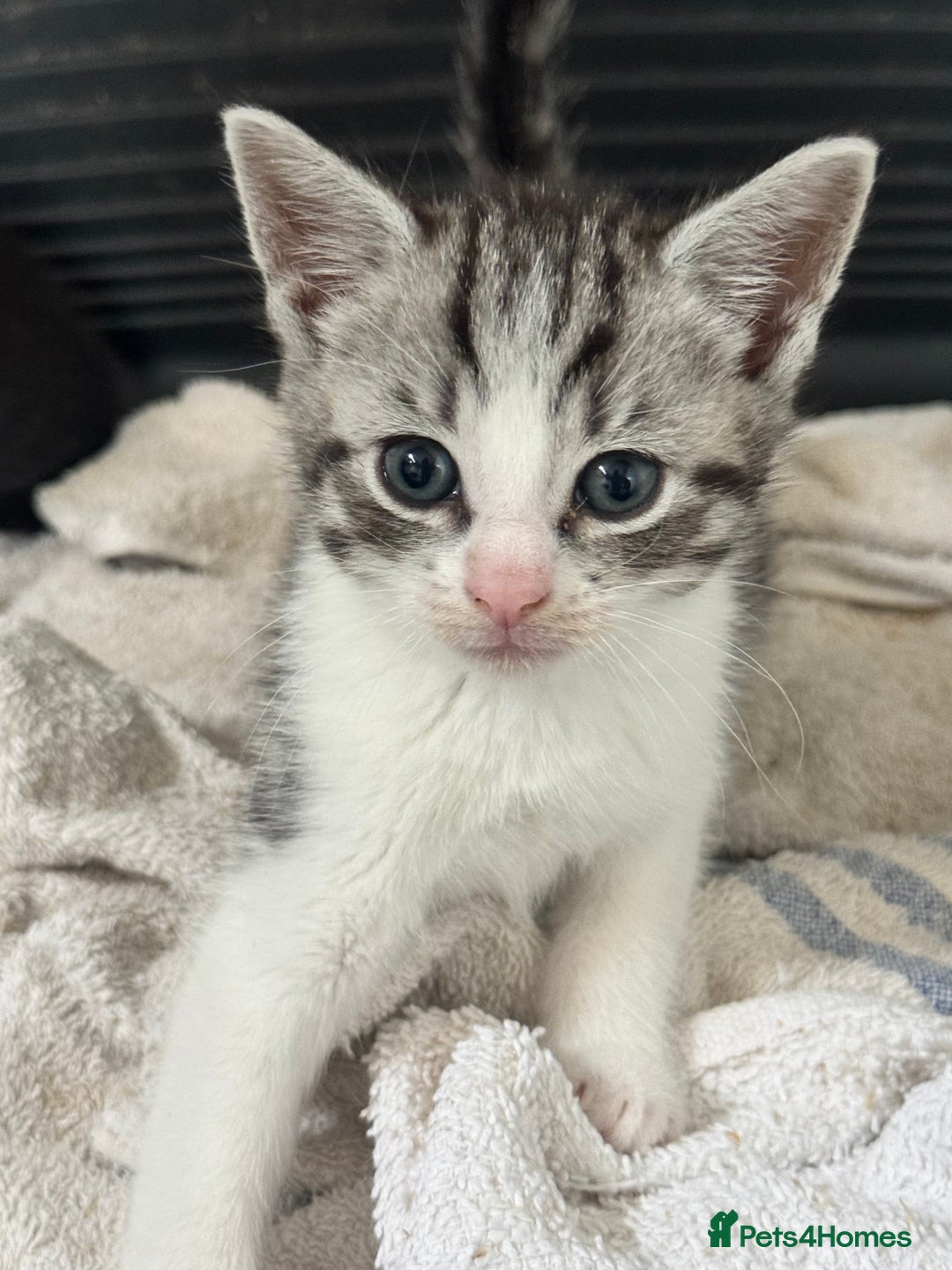 Mixed Breed cats for sale: 4 cute kittens  - Advert 10