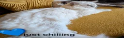 Ragdoll cats for stud: ❤️GCCF Registered❤️Lilac Point ragdoll   - Advert 6