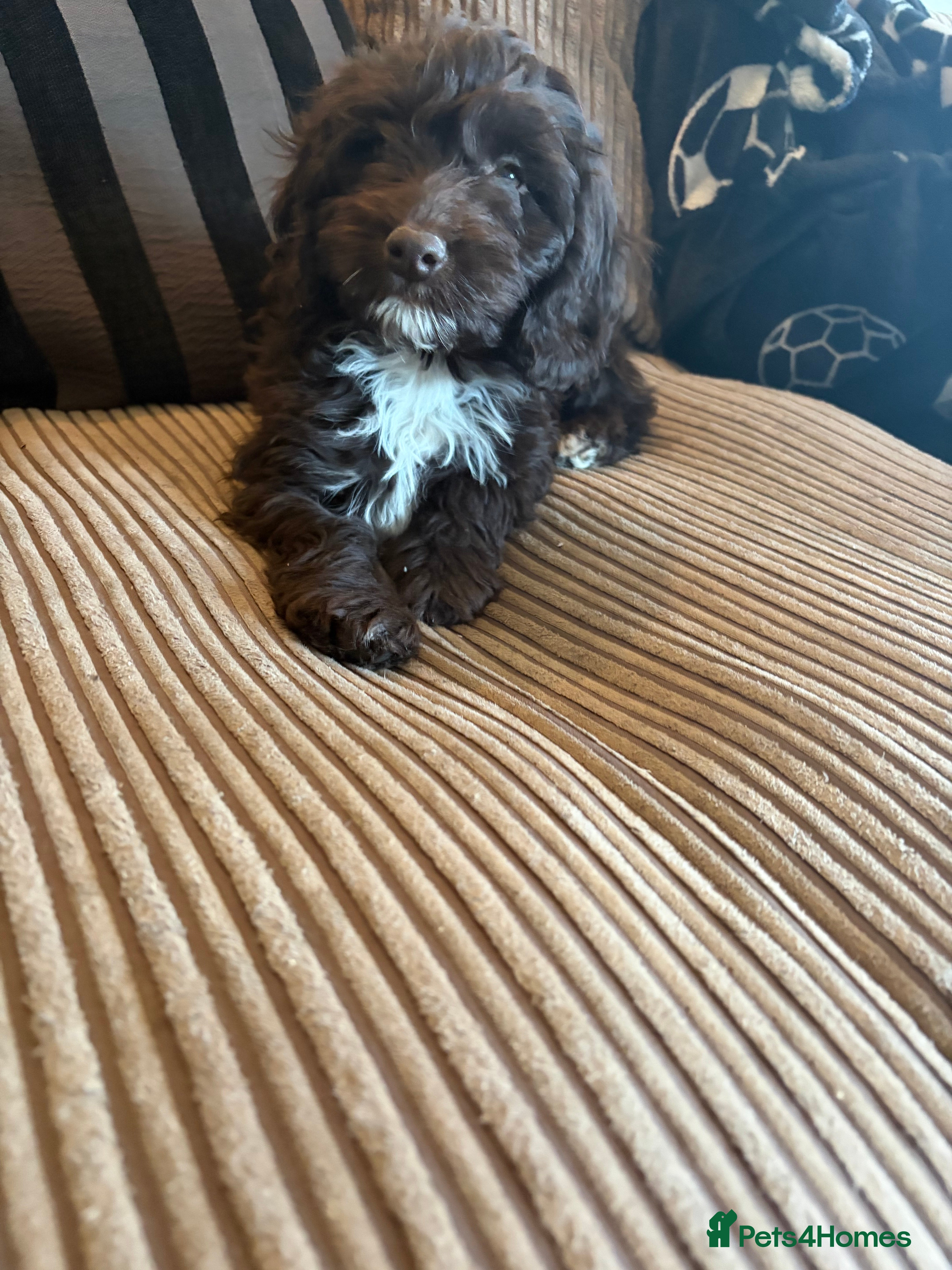 Cockapoo dogs Beautiful litter of chocolate cockapoo puppies  - Advert 2