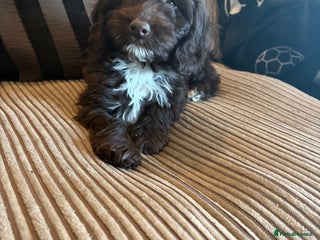 Cockapoo dogs Beautiful litter of chocolate cockapoo puppies - Advert 13