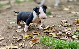 English Bull Terrier dogs for sale: English bull terrier puppy’s  - Image 3