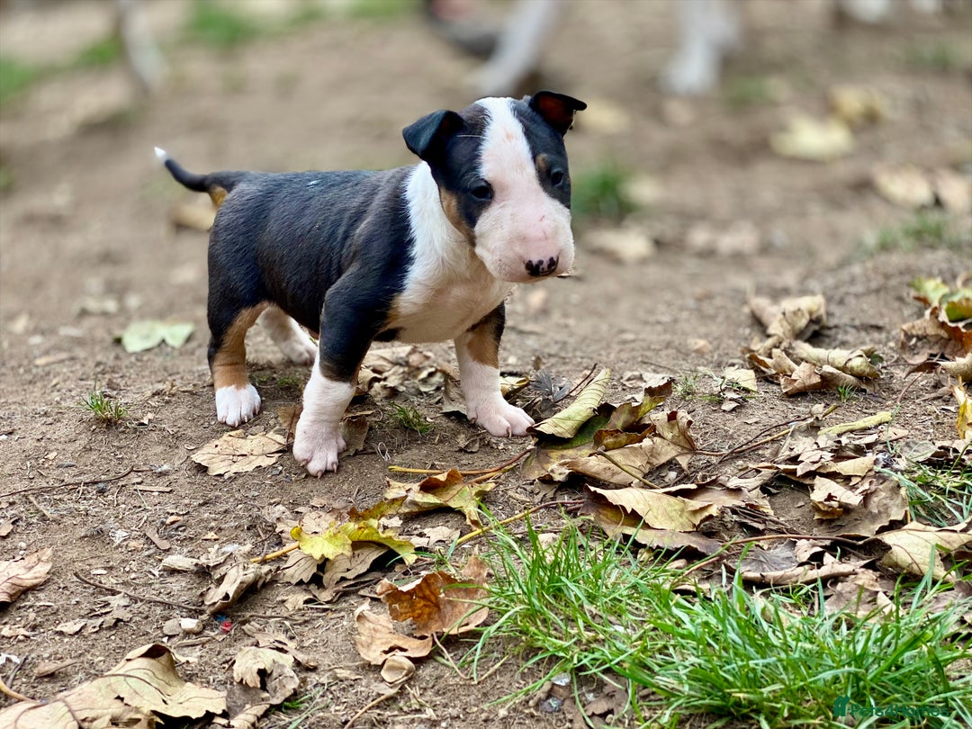 English Bull Terrier dogs for sale: English bull terrier puppy’s  - Image 3