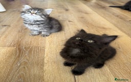 Persian cats for sale: Persian / British shorthair mix 🩷8 weeks old 🩷 - Image 22
