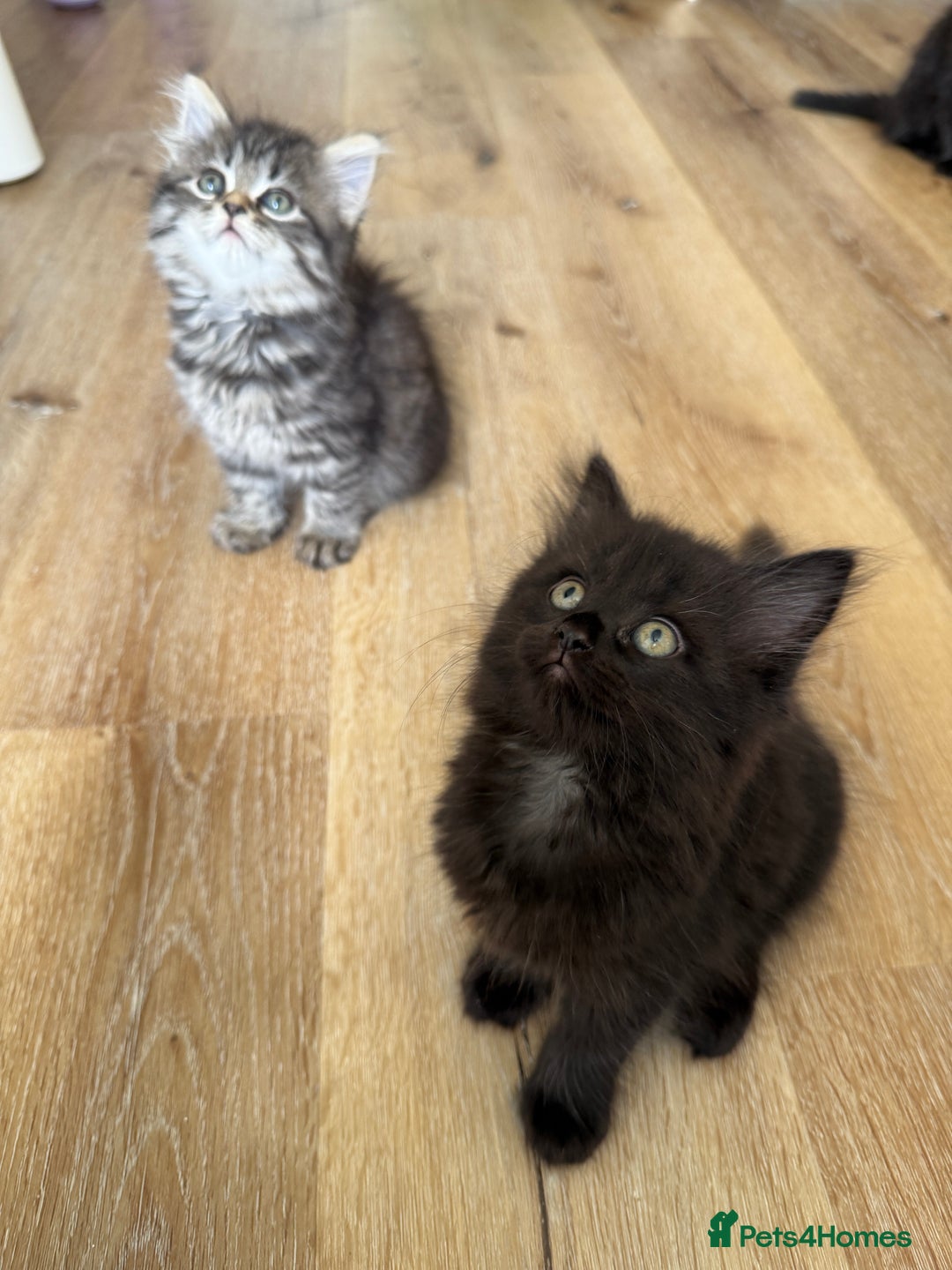 Persian cats for sale: Persian / British shorthair mix 🩷8 weeks old 🩷 - Image 22