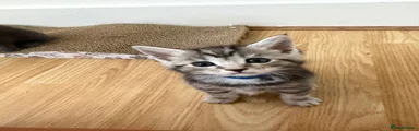 Maine Coon 2