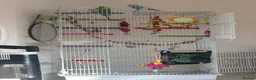 Budgerigars birds for sale: Budgies and enclosure for sale in Heywood - Advert 2