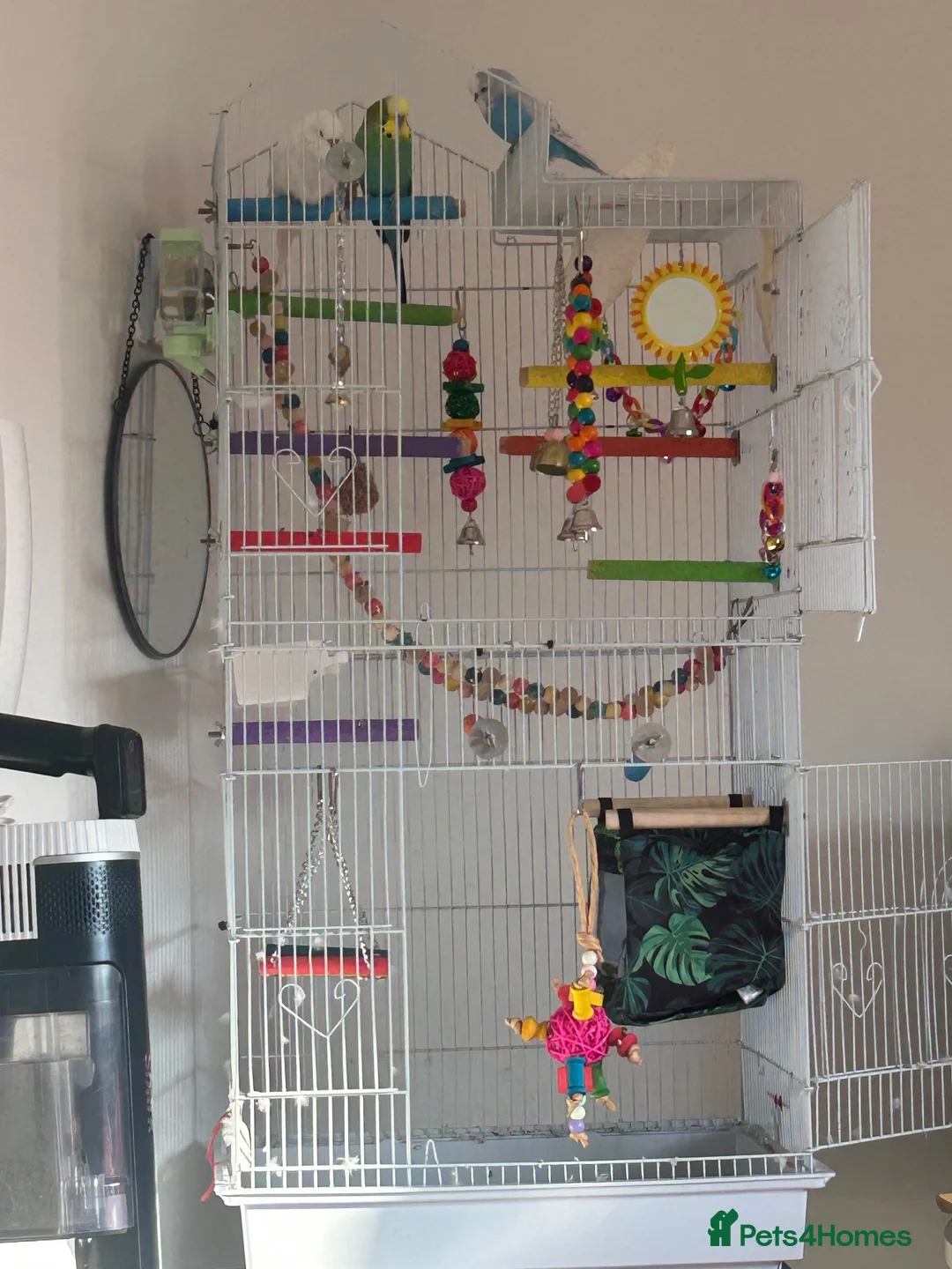 Budgerigars birds for sale: Budgies and enclosure for sale in Heywood - Advert 2