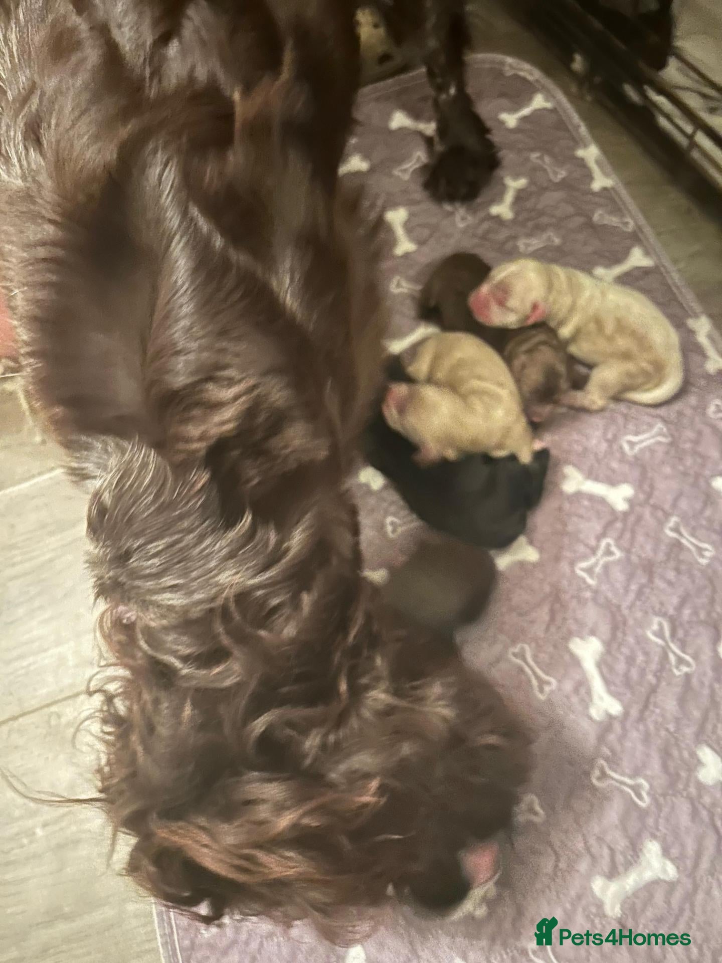 Cocker Spaniel dogs Working Cocker Spaniel - Chocolate, Roans, Golden - Advert 2