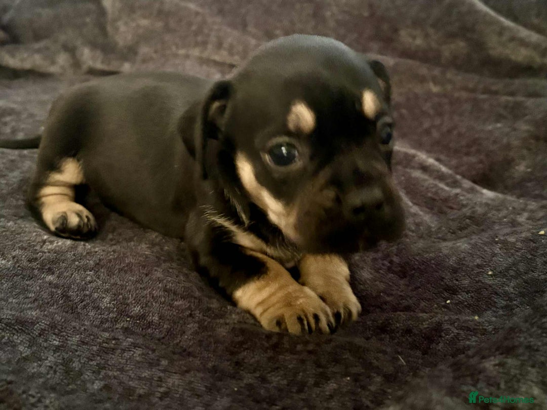 Mixed Breed dogs for sale: Beautiful Frenchie cross dachshund puppies   - Image 6