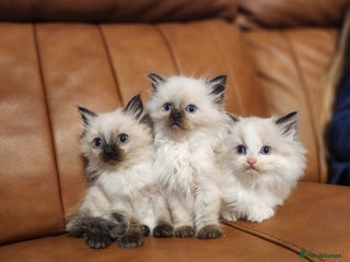 Ragdoll cats - Advert 16