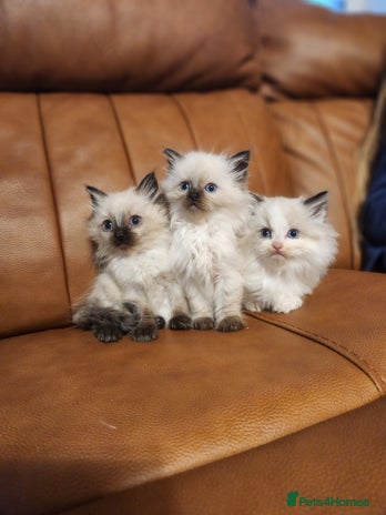 Ragdoll cats - Advert 5