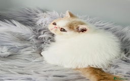 Exotic cats for sale: 🧡 MALE EXOTIC KITTEN READY NOW CHAMPION LINES - Image 5