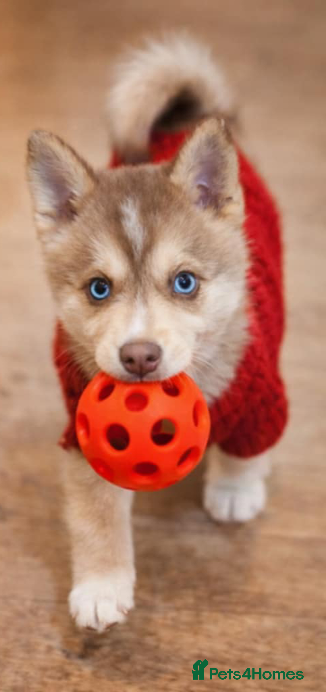 Pomsky dogs for sale: LAST Pomsky Puppy for Sale - Advert 3