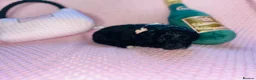 Cockapoo dogs for sale: Stunning cockapoo puppys  - Advert 20