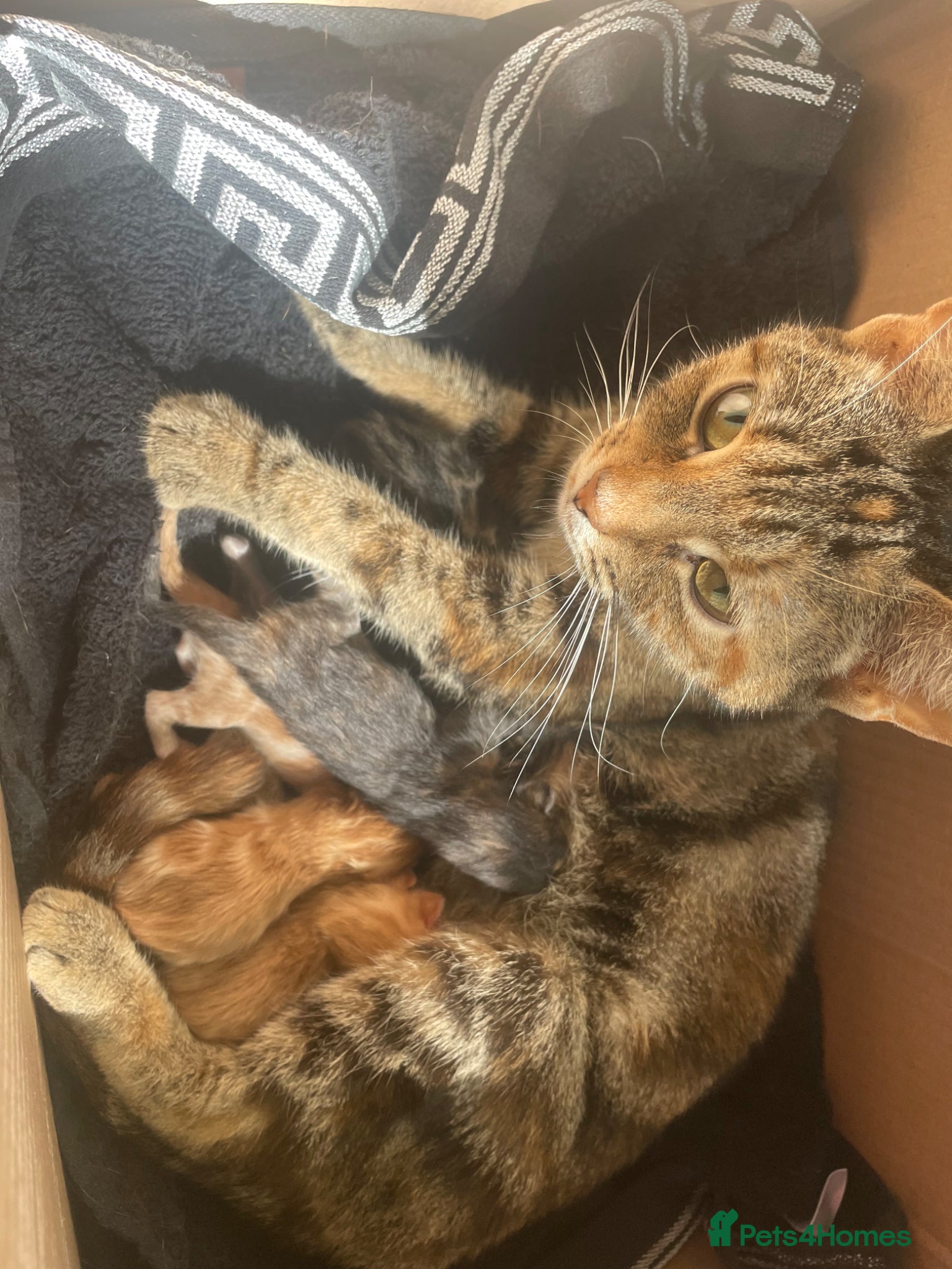 Mixed Breed cats beautiful ginger mixed kittens - Advert 2