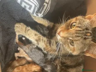 Mixed Breed cats beautiful ginger mixed kittens - Advert 4