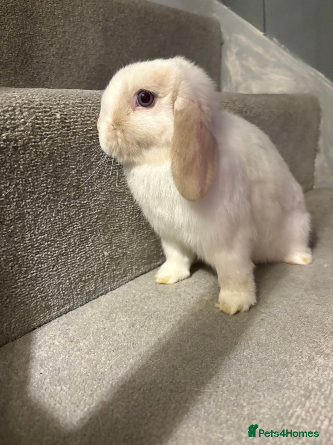 Mini Lop rabbits for sale: Mini lop doe baby  - Advert 1