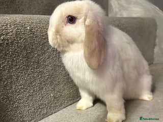 Mini Lop rabbits Mini lop doe baby - Advert 4