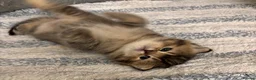 British Shorthair cats for sale: Pedigree British Shorthair  - Advert 6
