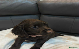 Cocker Spaniel dogs for sale: Cocker spaniel pups KC REG & COUNCIL LICENSED  - Image 2