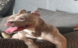 Mixed Breed dogs for sale: Help wanted  - Image 2