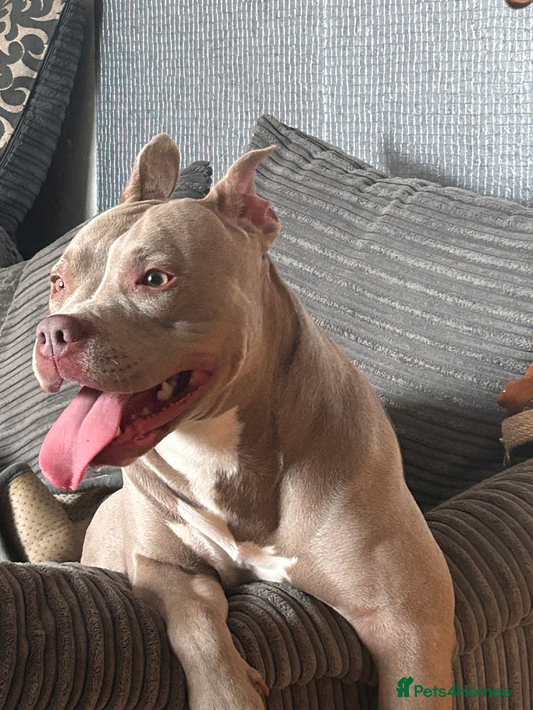Mixed Breed dogs for sale: Help wanted  - Image 2
