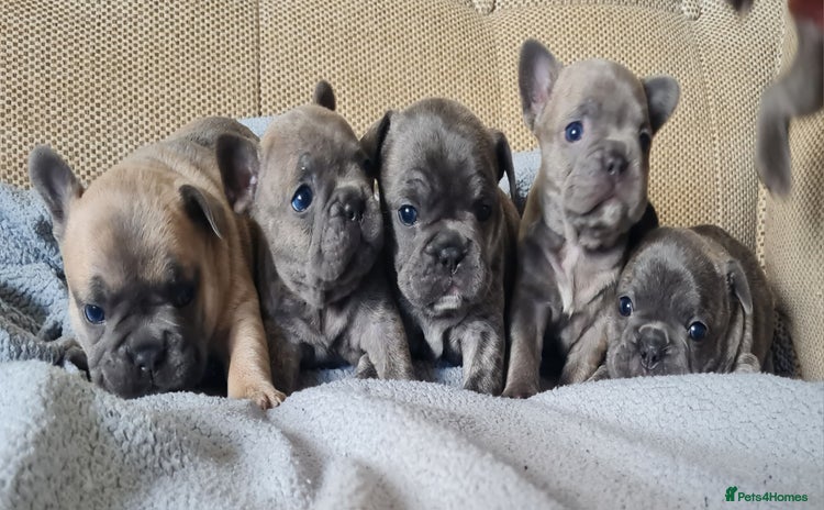 French Bulldog dogs - Advert 14