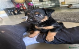 Mixed Breed dogs for sale: Norfolk terrier x Jack Russell  - Image 4