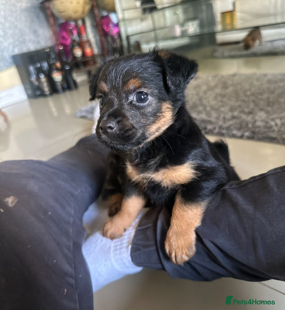 Mixed Breed dogs for sale: Norfolk terrier x Jack Russell  - Image 4