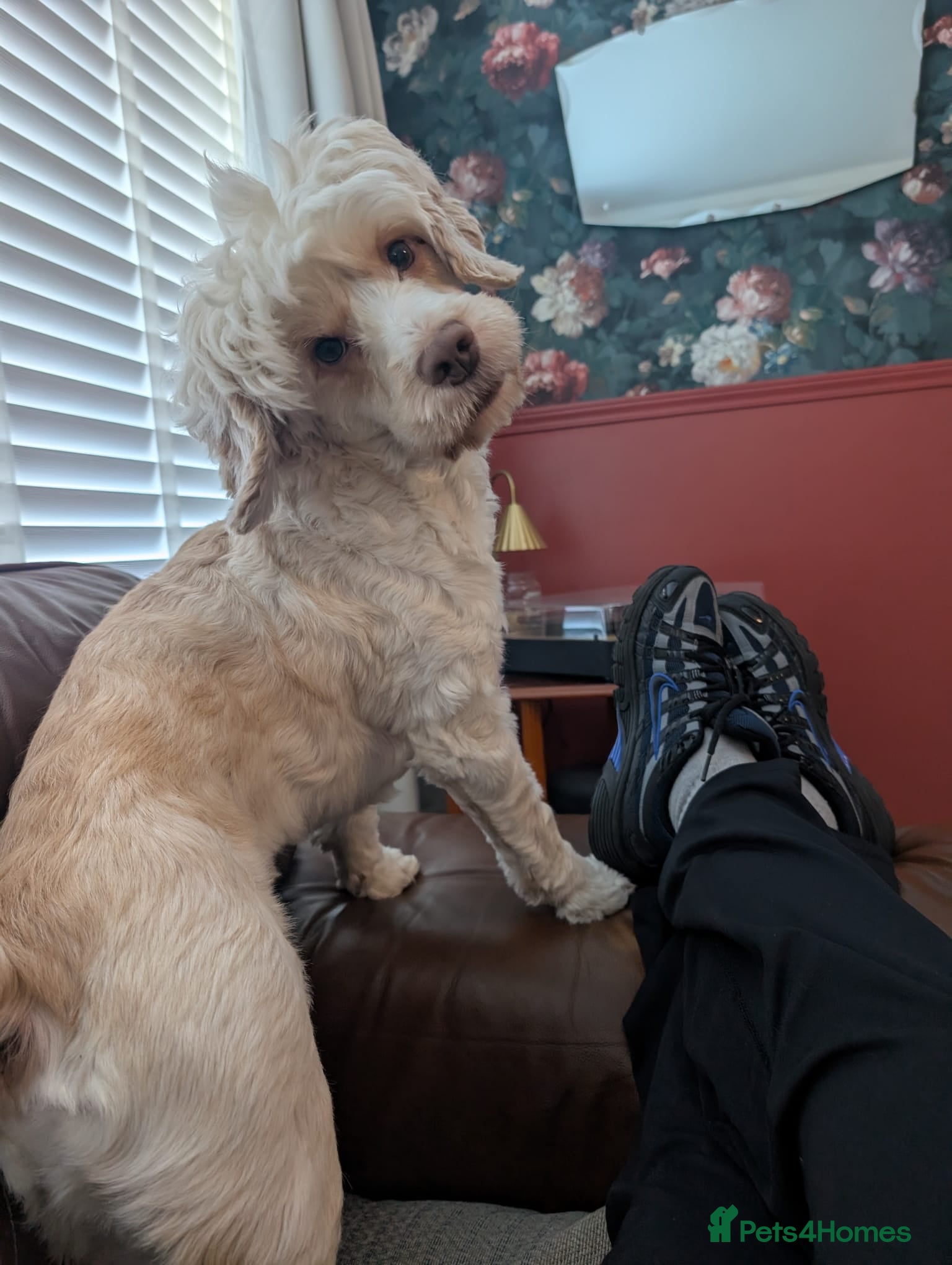 Cockapoo dogs Jack  - Advert 1